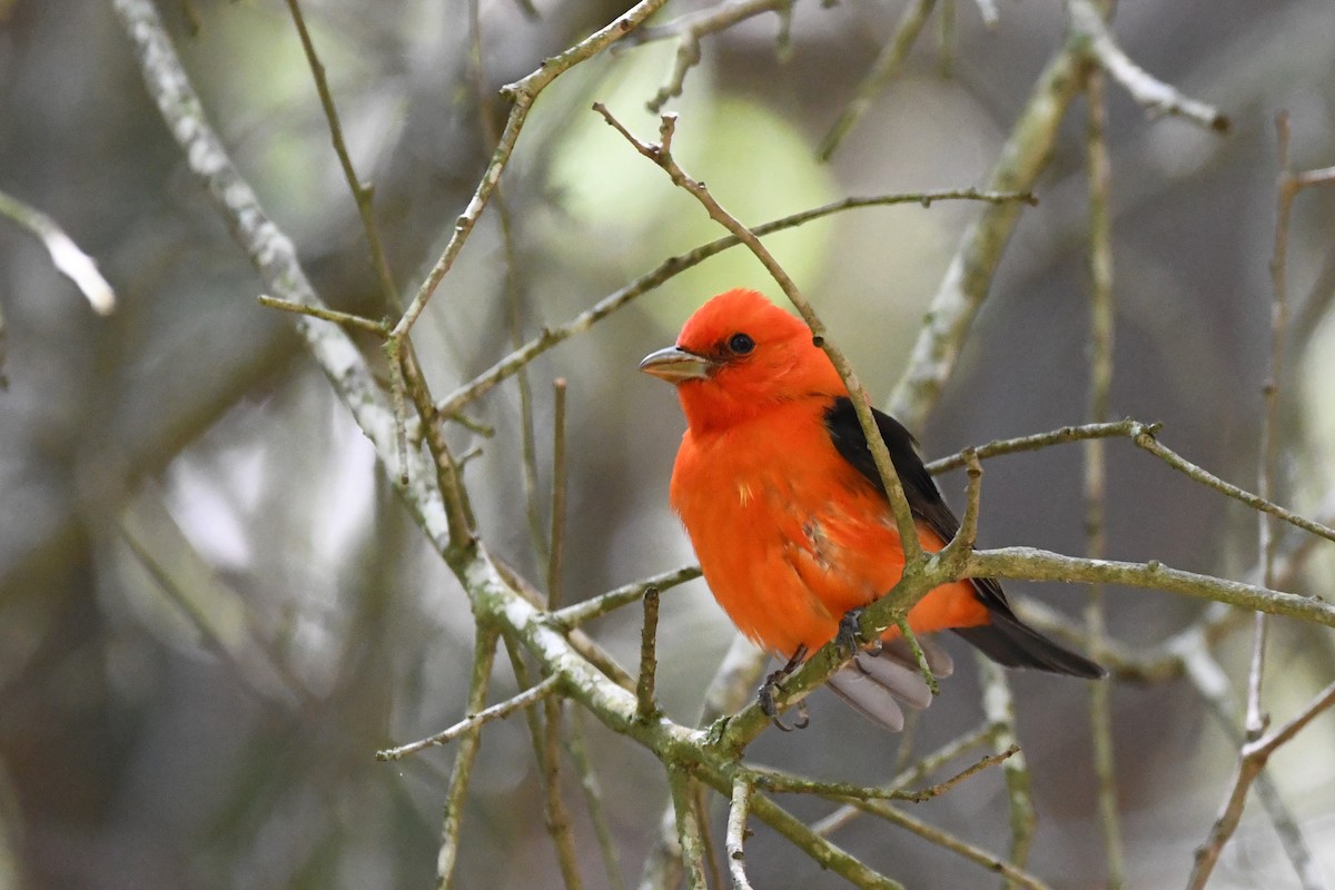 Scarlet Tanager - ML617822834