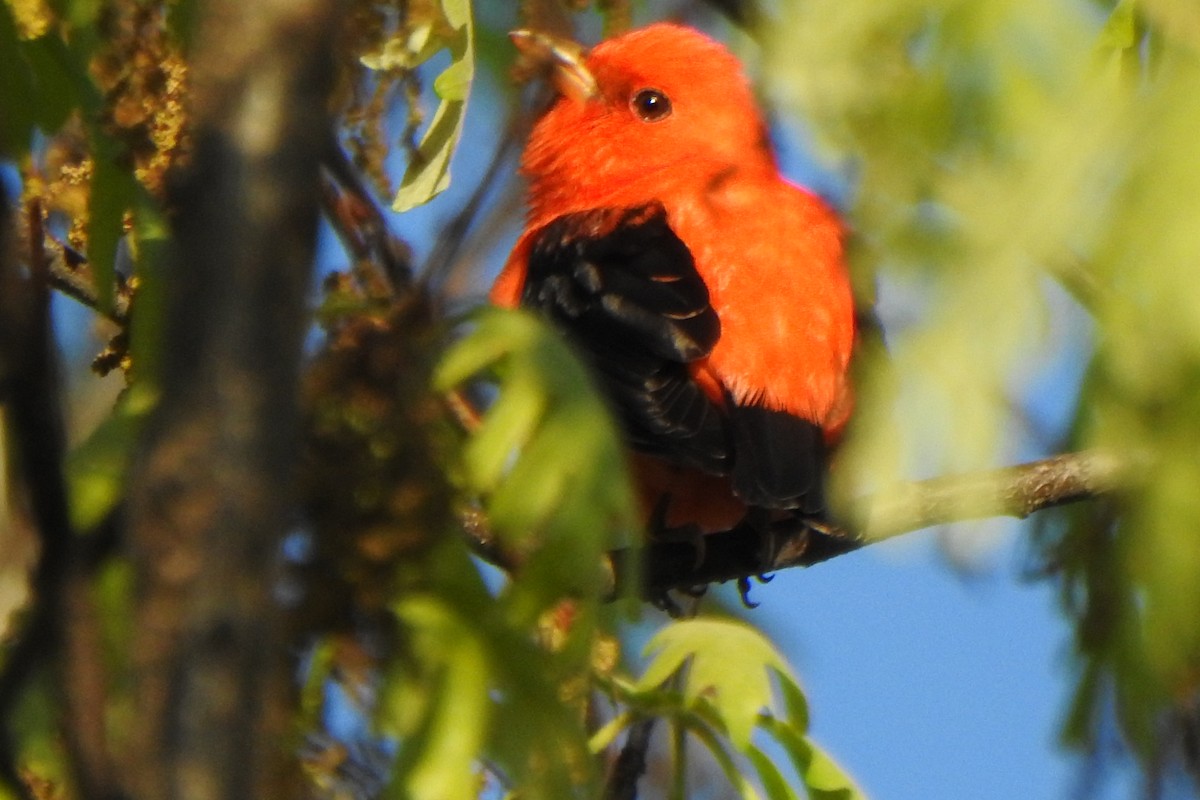 Scarlet Tanager - ML617822883