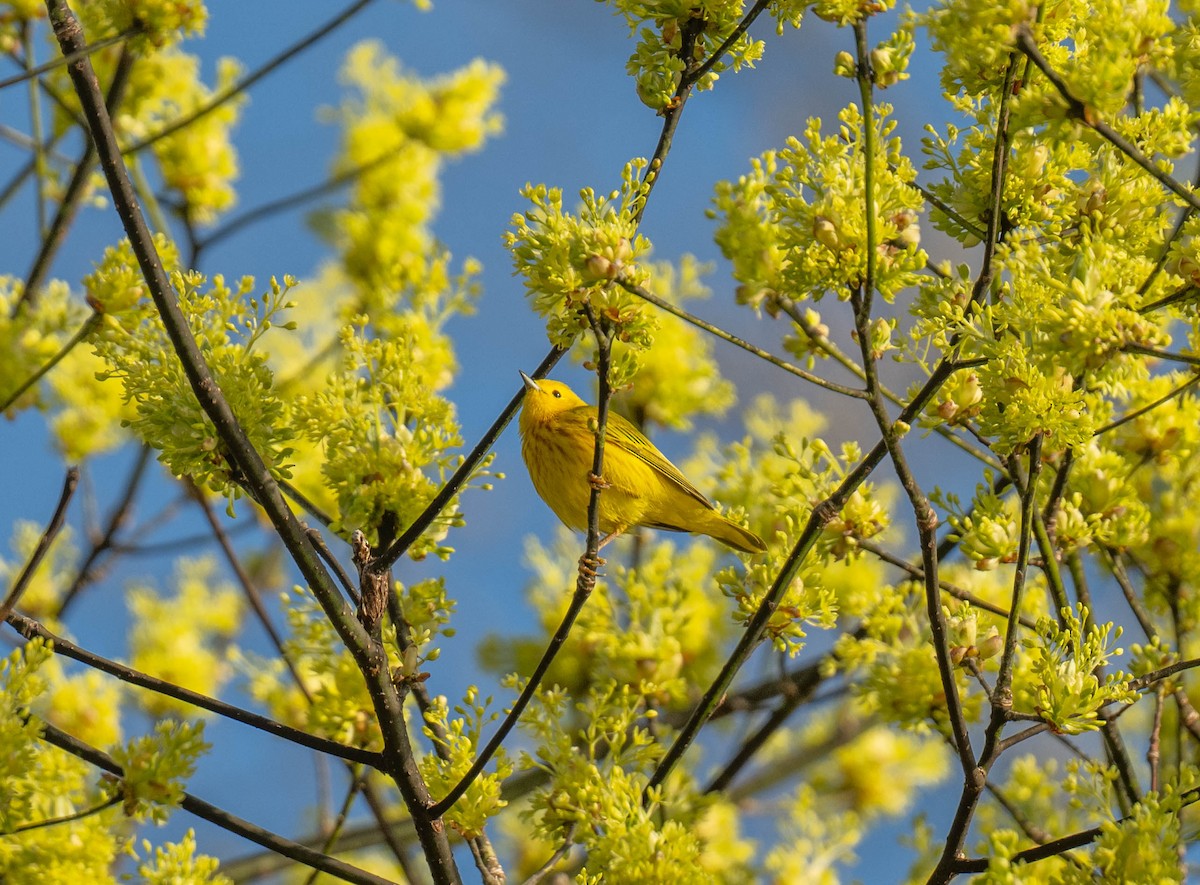 Yellow Warbler - Karalyn Lamb