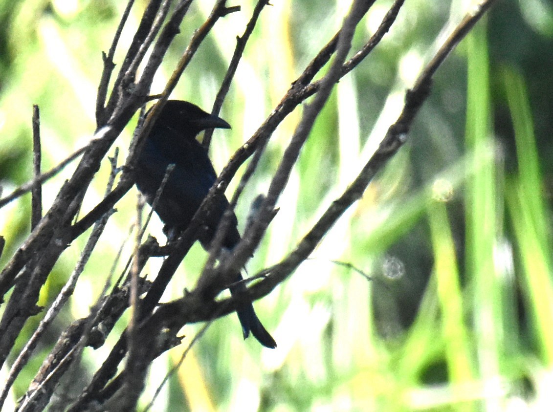 Spangled Drongo - ML617822964