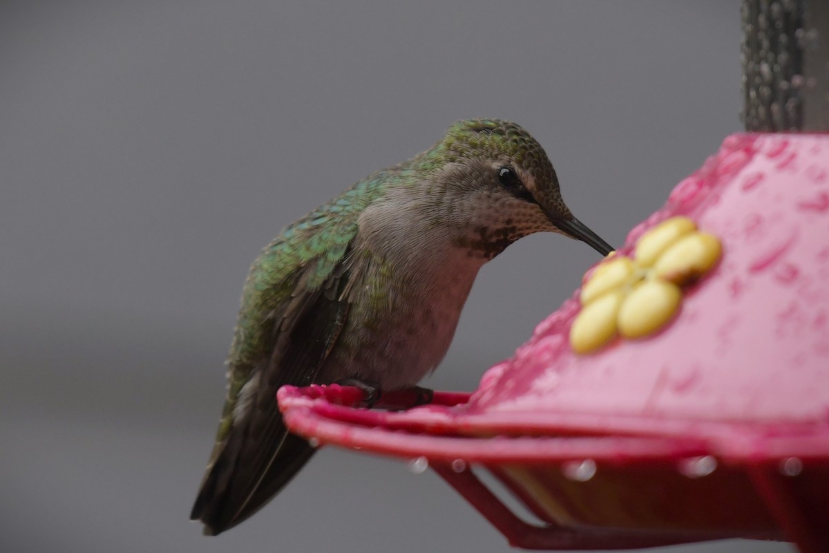 Colibrí de Anna - ML617822978