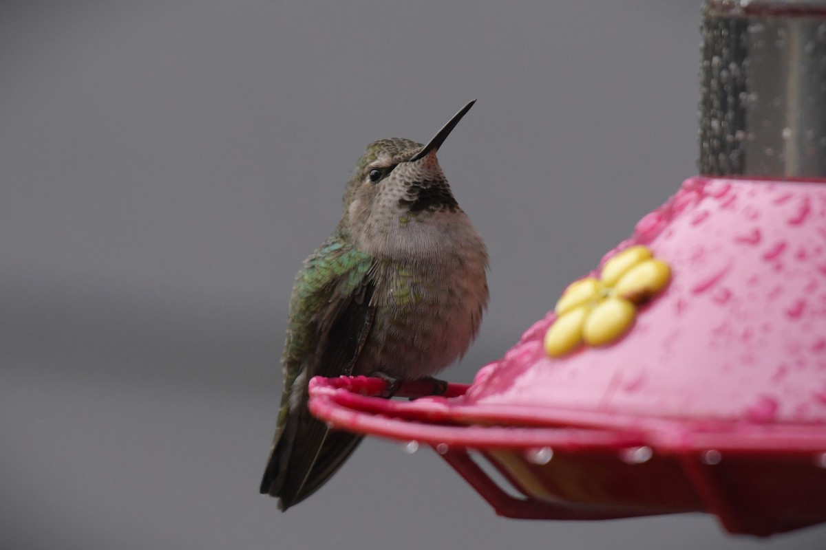 Anna's Hummingbird - ML617822979