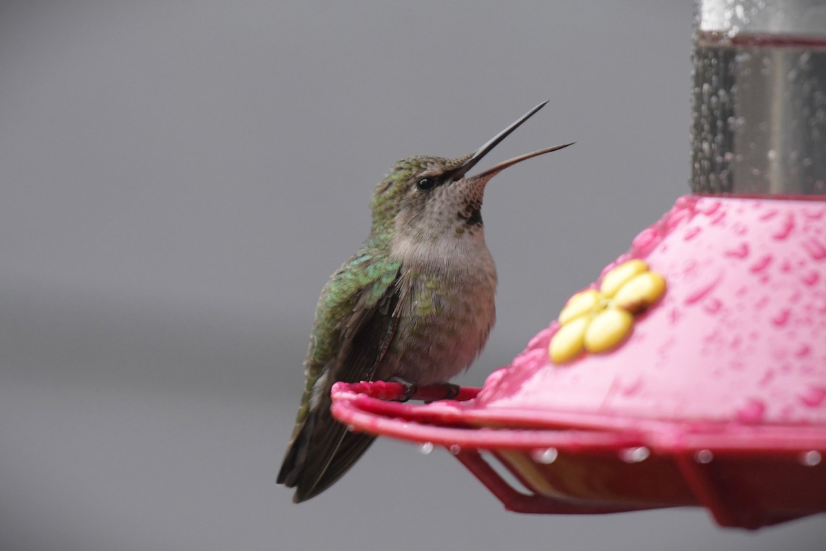 Anna's Hummingbird - Kelly Kirkpatrick