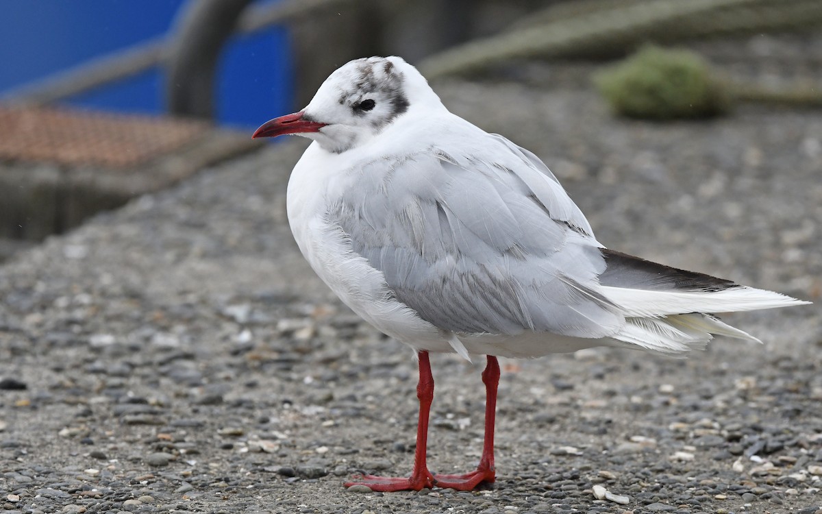 Brown-hooded Gull - ML617823048