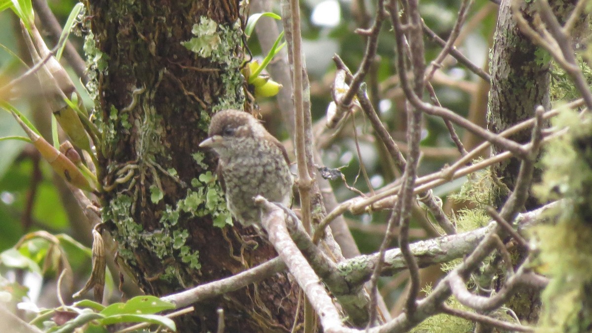 Scaled Piculet - EDWAR ROMERO