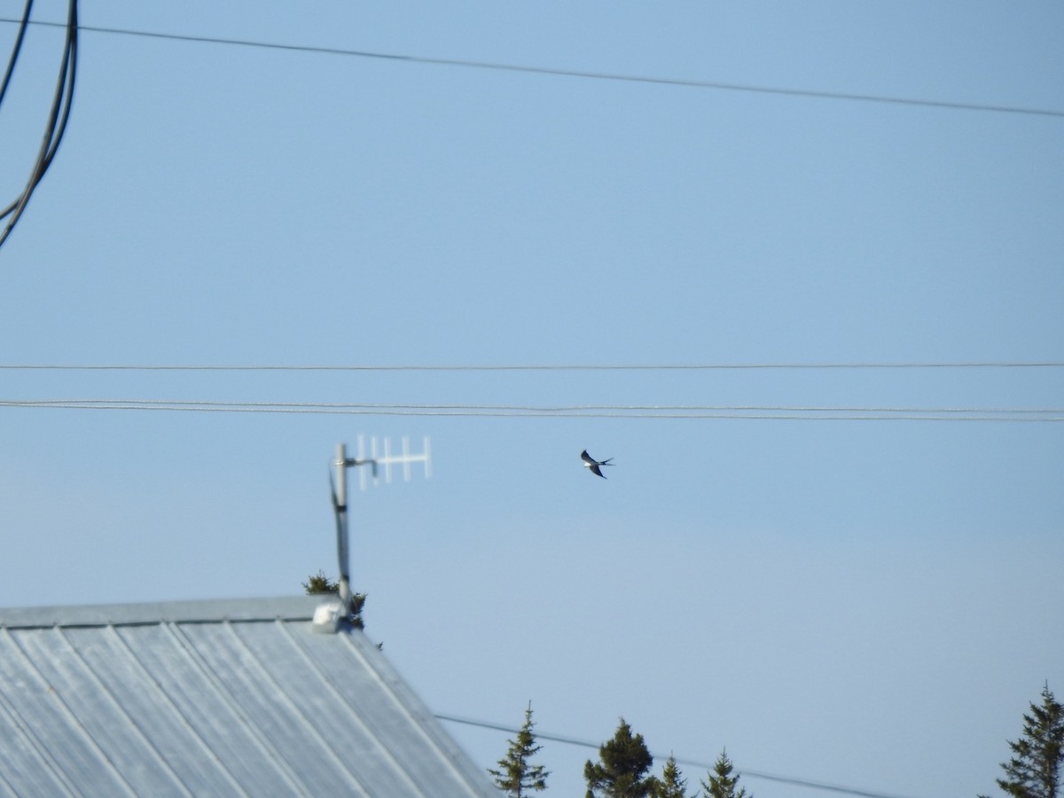 Swallow-tailed Kite - ML617823104