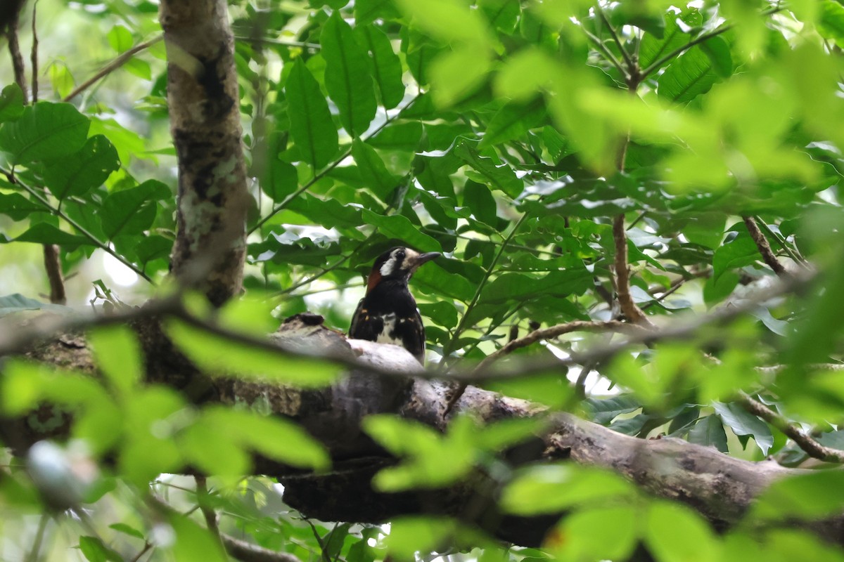 Chestnut-backed Thrush - ML617823112