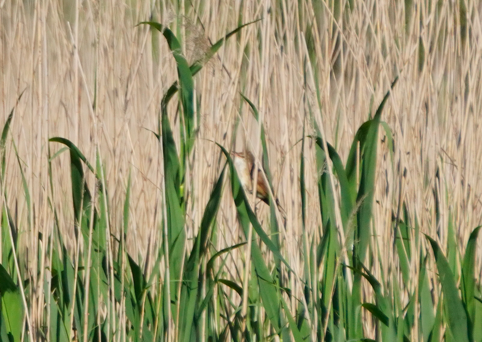 Great Reed Warbler - ML617823131