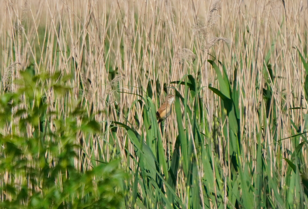 Great Reed Warbler - ML617823136