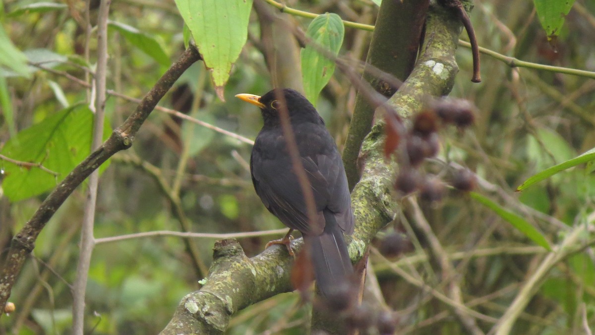 Glossy-black Thrush - ML617823175