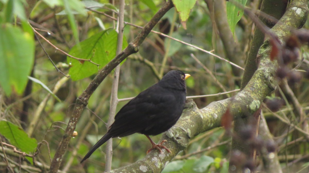 Glossy-black Thrush - ML617823177