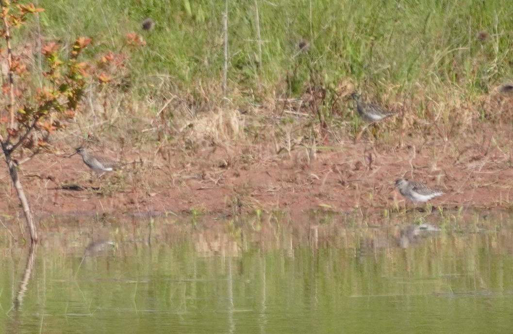 Wood Sandpiper - Wandrille Ferrand