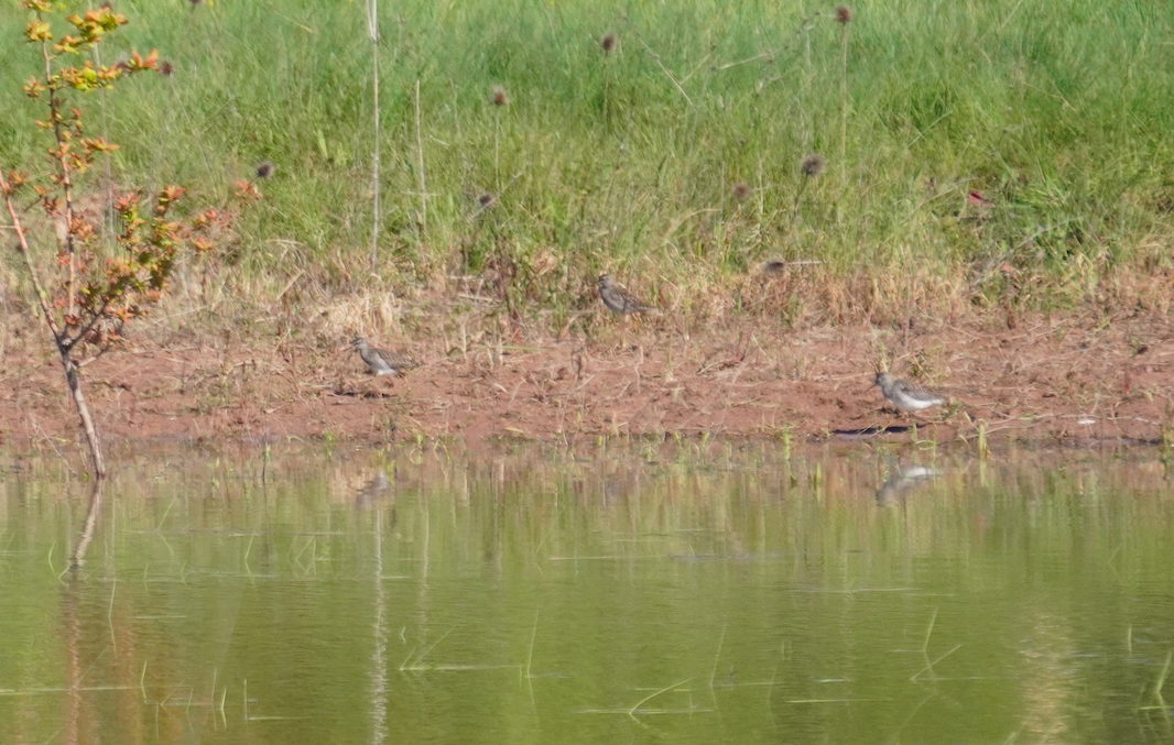 Wood Sandpiper - ML617823220