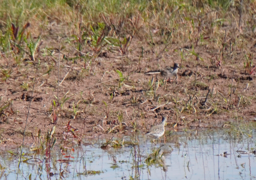 Wood Sandpiper - Wandrille Ferrand