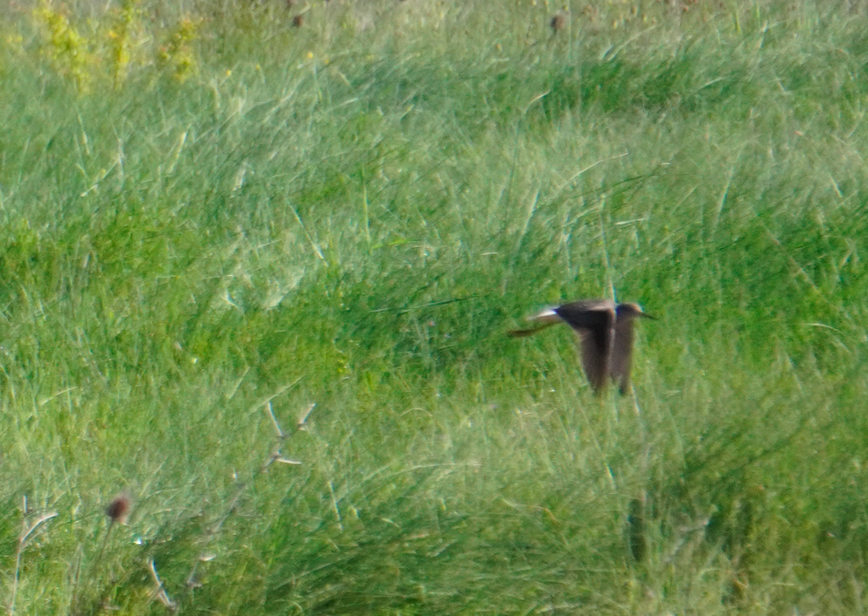 Wood Sandpiper - Wandrille Ferrand