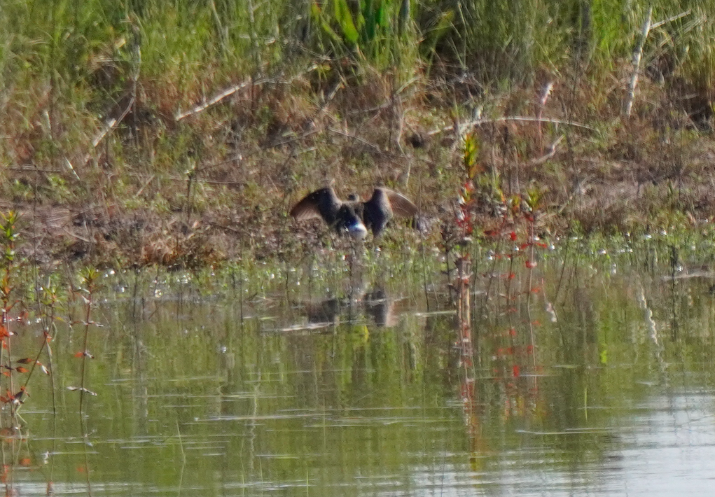 Wood Sandpiper - Wandrille Ferrand