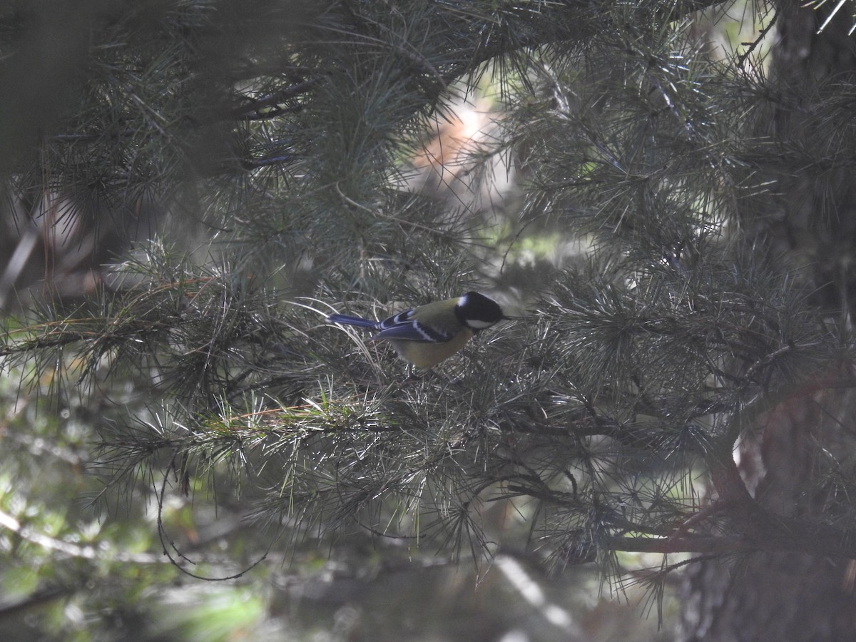 Green-backed Tit - ML617823242