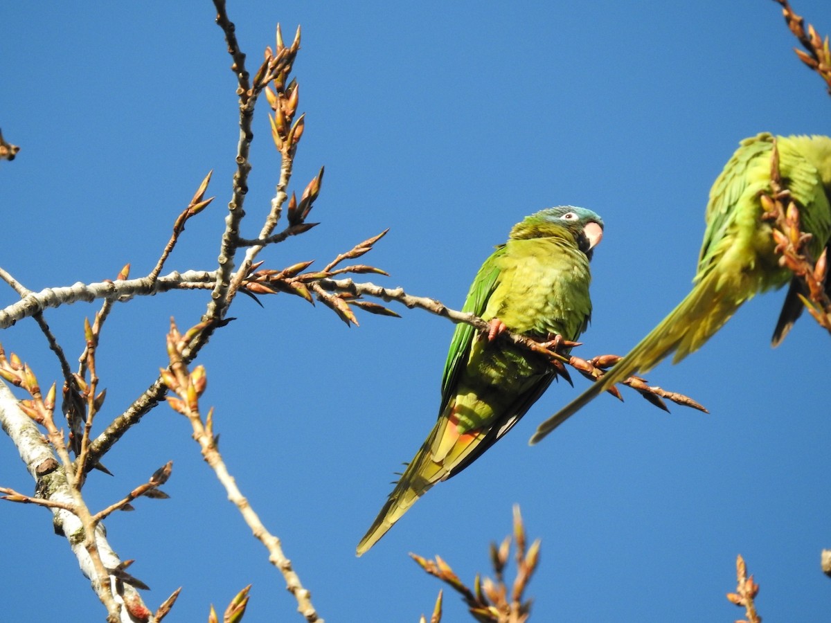 Blue-crowned Parakeet - ML617823245