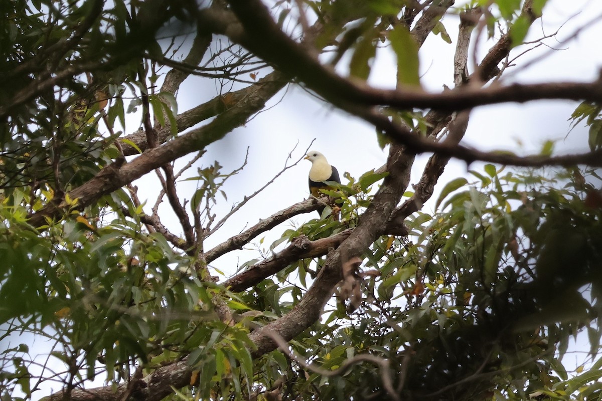 Black-backed Fruit-Dove - ML617823265