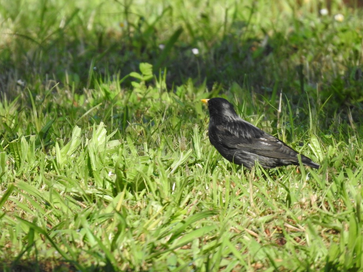 Spotless Starling - Miguel Mitchél