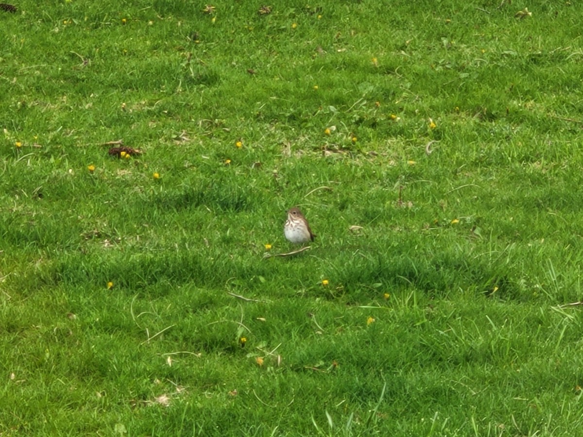 Hermit Thrush - ML617823274