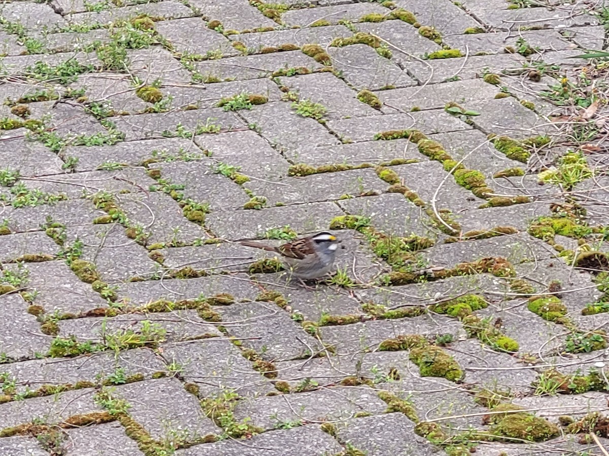 White-throated Sparrow - ML617823276