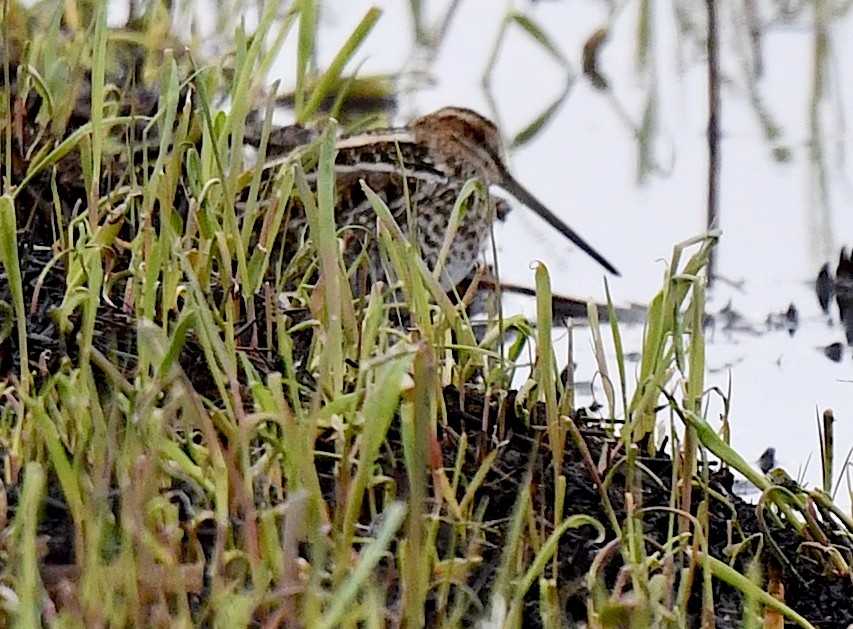 Wilson's Snipe - ML617823320