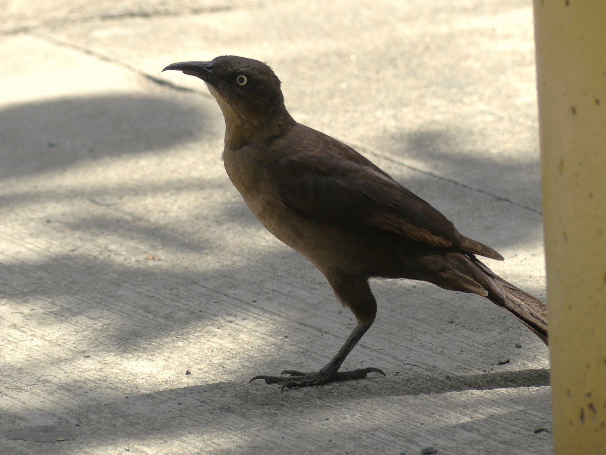 Great Thrush - ML617823321