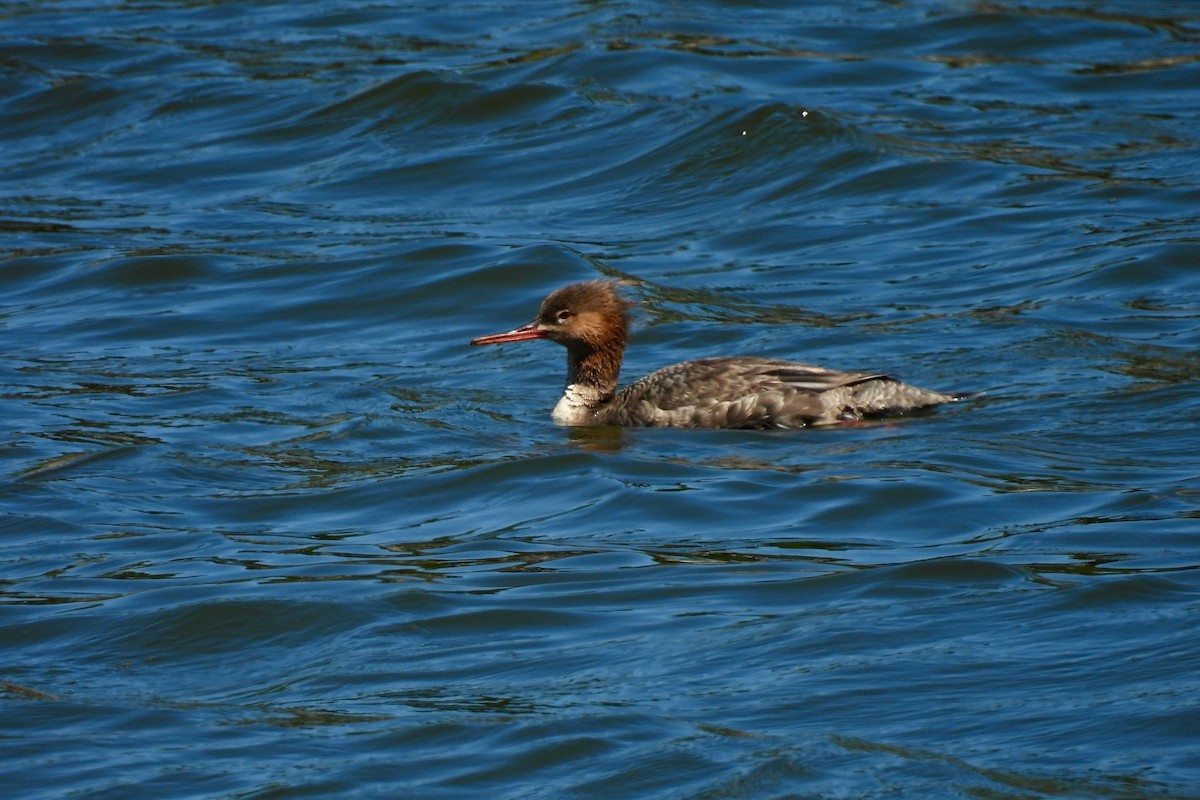 Red-breasted Merganser - ML617823323