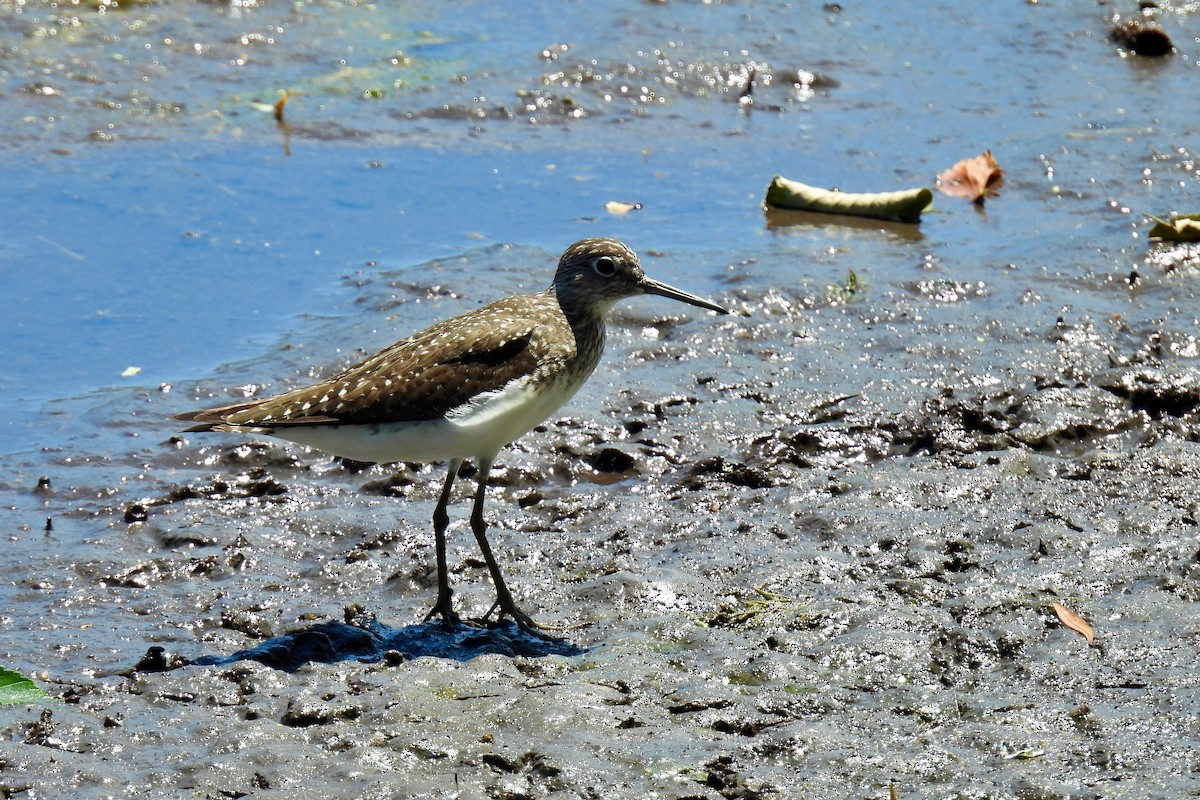 Solitary Sandpiper - ML617823327