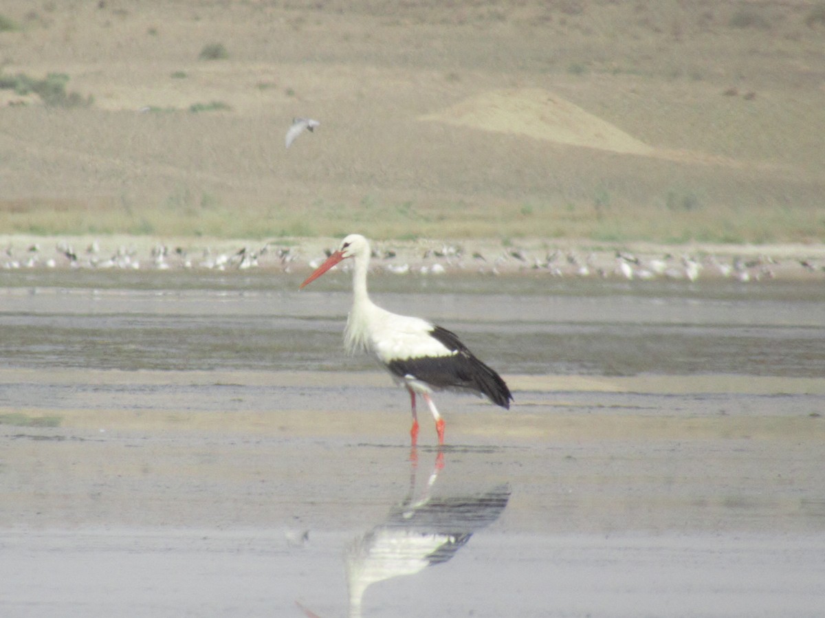 White Stork - ML617823334