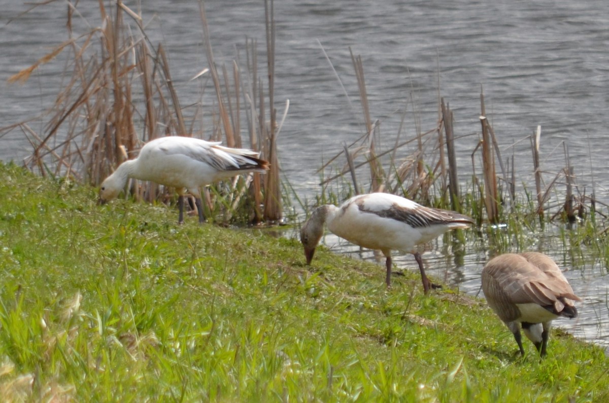 Snow Goose - Lary Brown