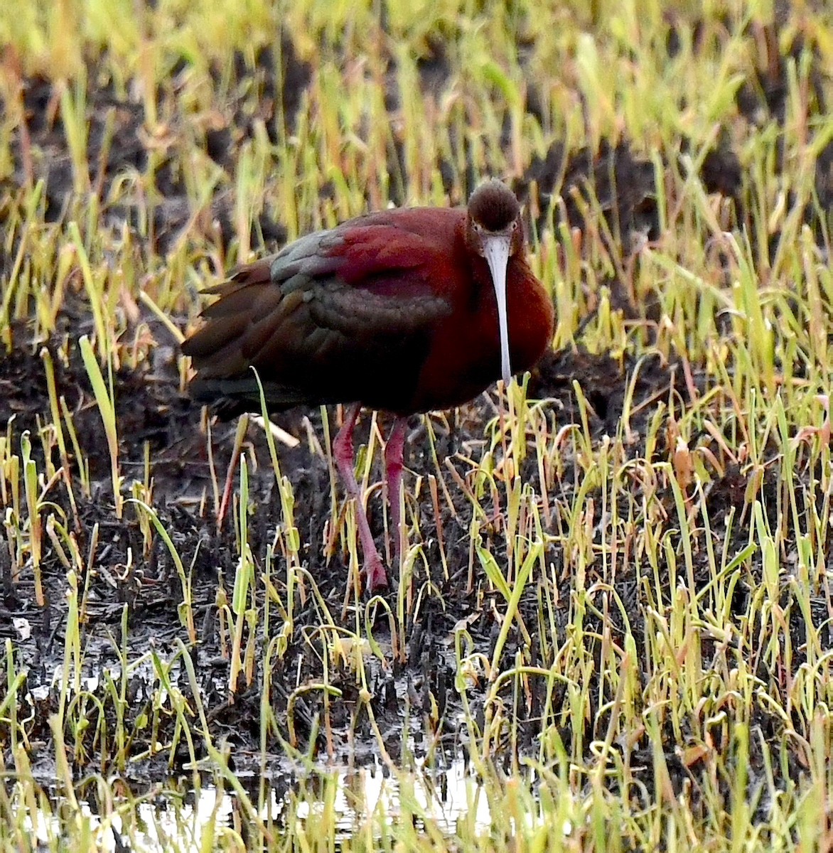 White-faced Ibis - ML617823342