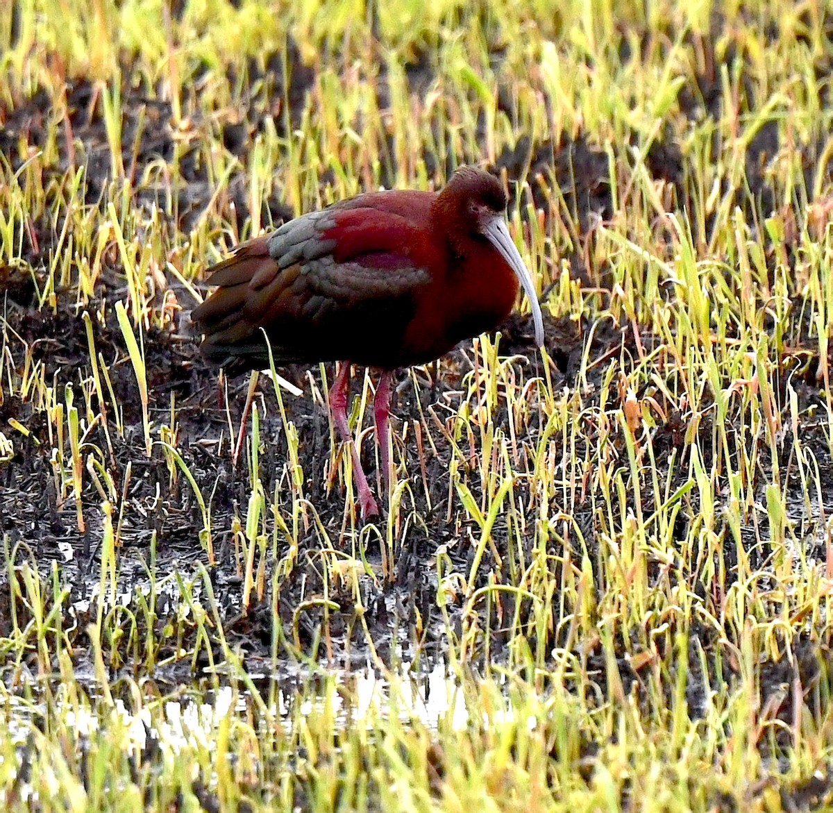 White-faced Ibis - ML617823343