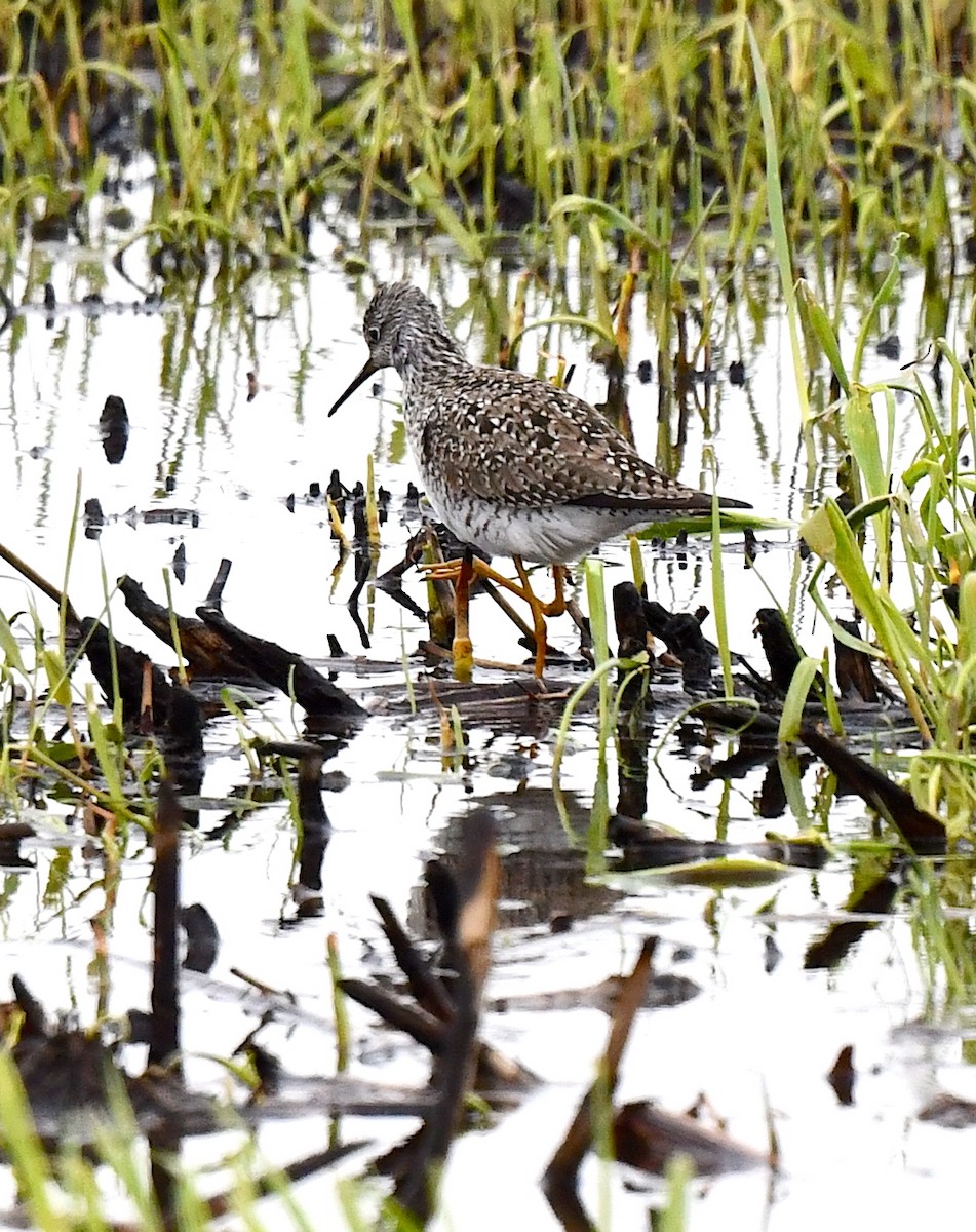 Lesser Yellowlegs - ML617823344