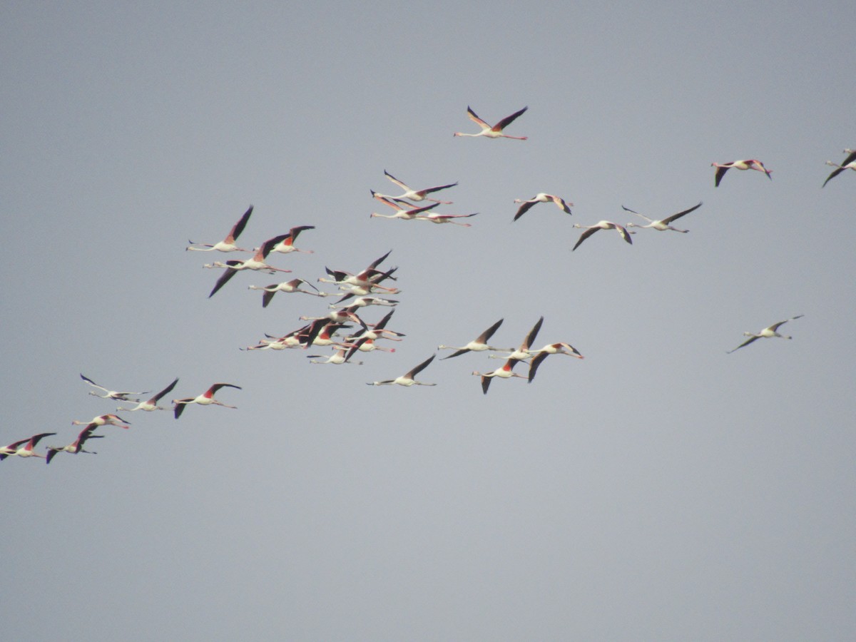 Greater Flamingo - ML617823346