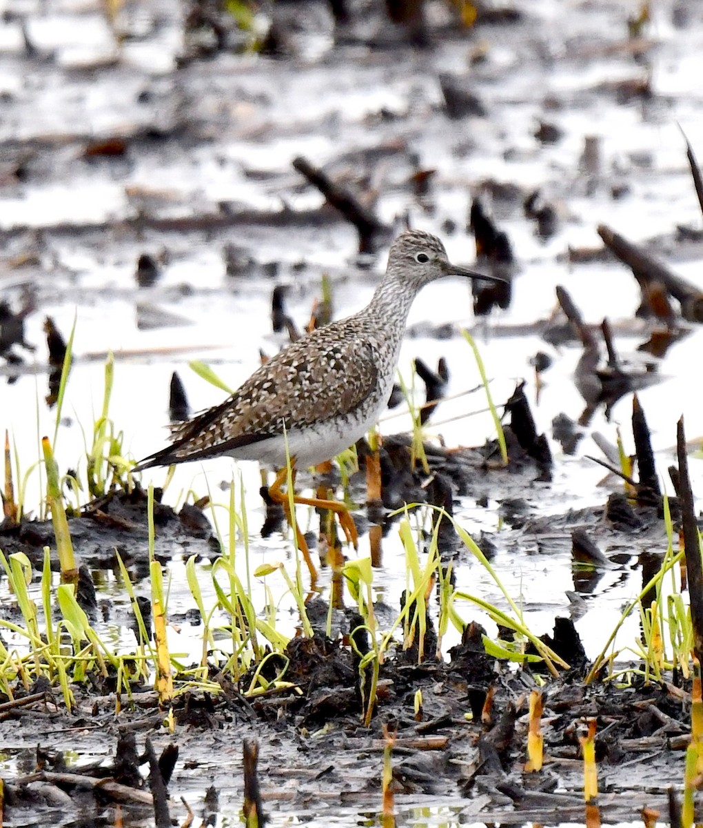 Lesser Yellowlegs - ML617823347