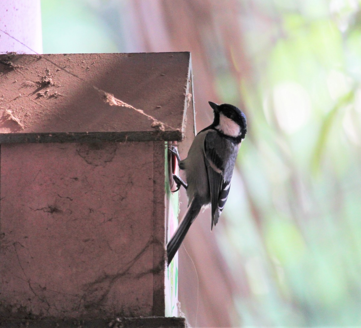 Cinereous Tit - ML617823351