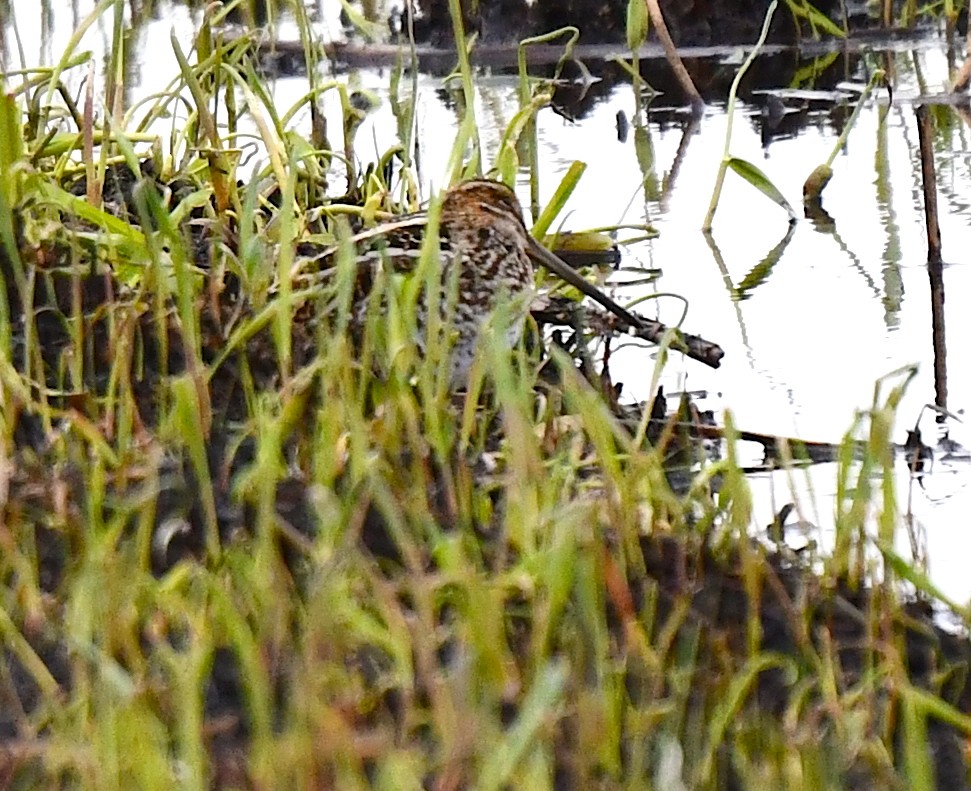 Wilson's Snipe - ML617823353