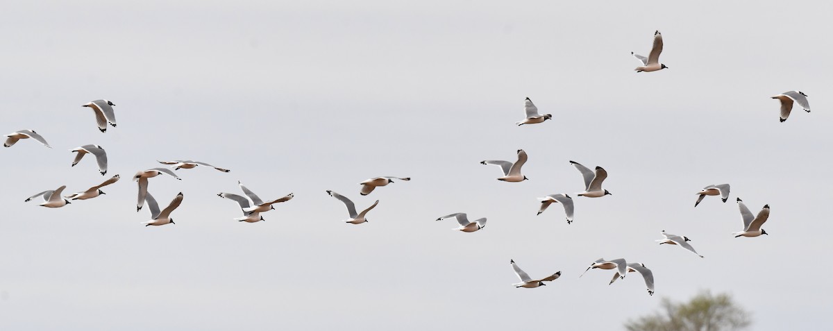 Franklin's Gull - ML617823362