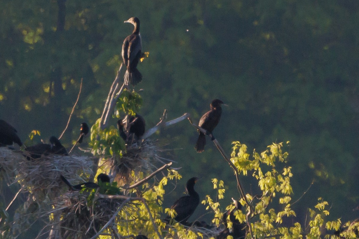 Neotropic Cormorant - Tim Loyd