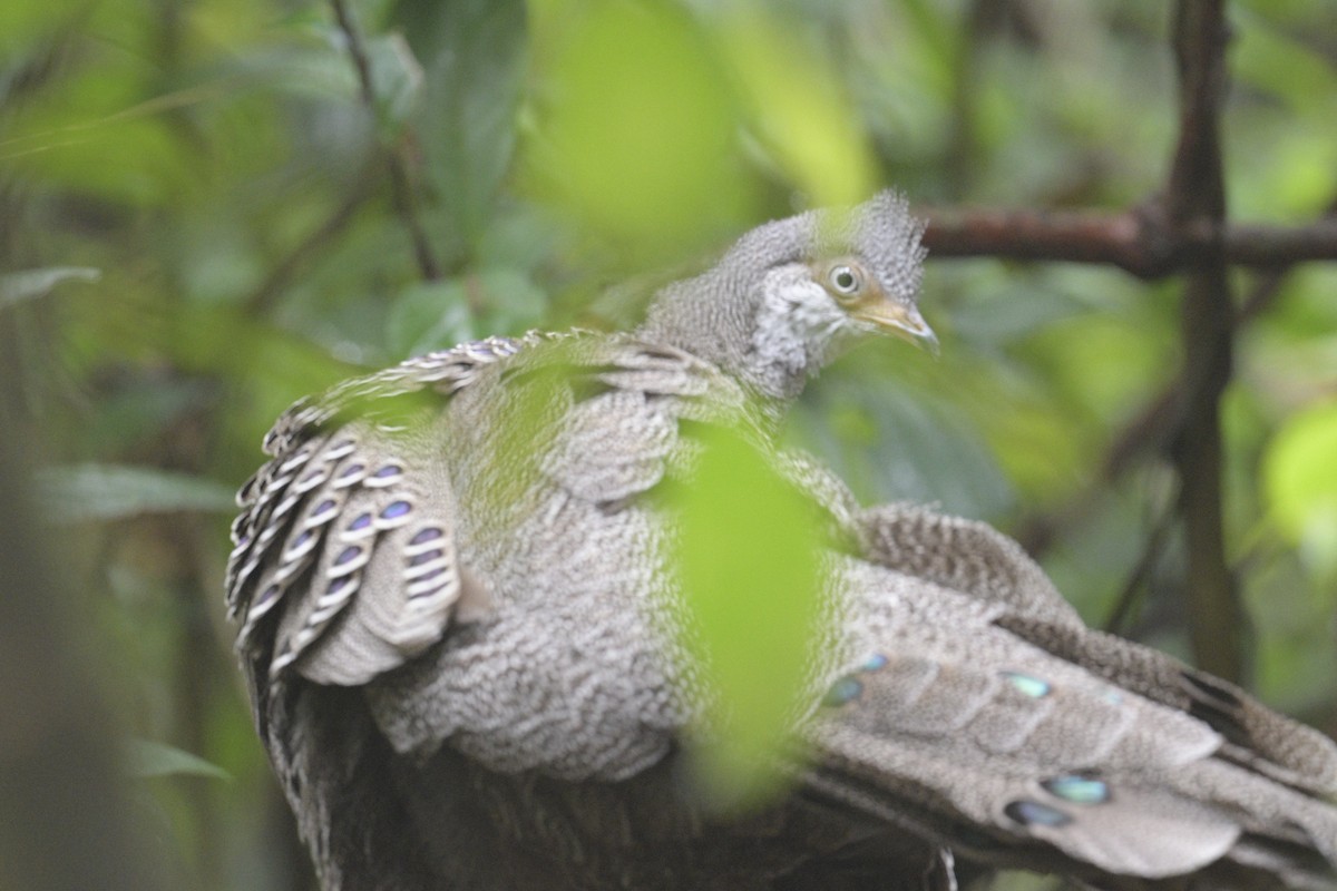 Gray Peacock-Pheasant - ML617823426