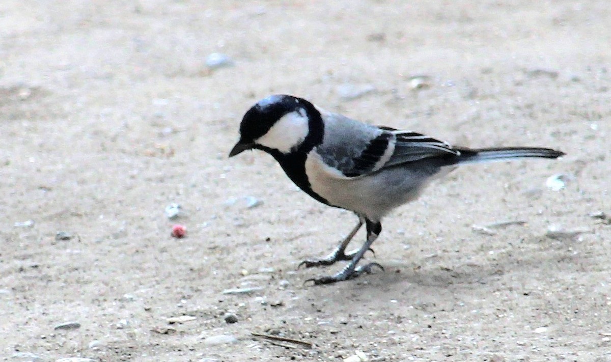 Cinereous Tit - ML617823432