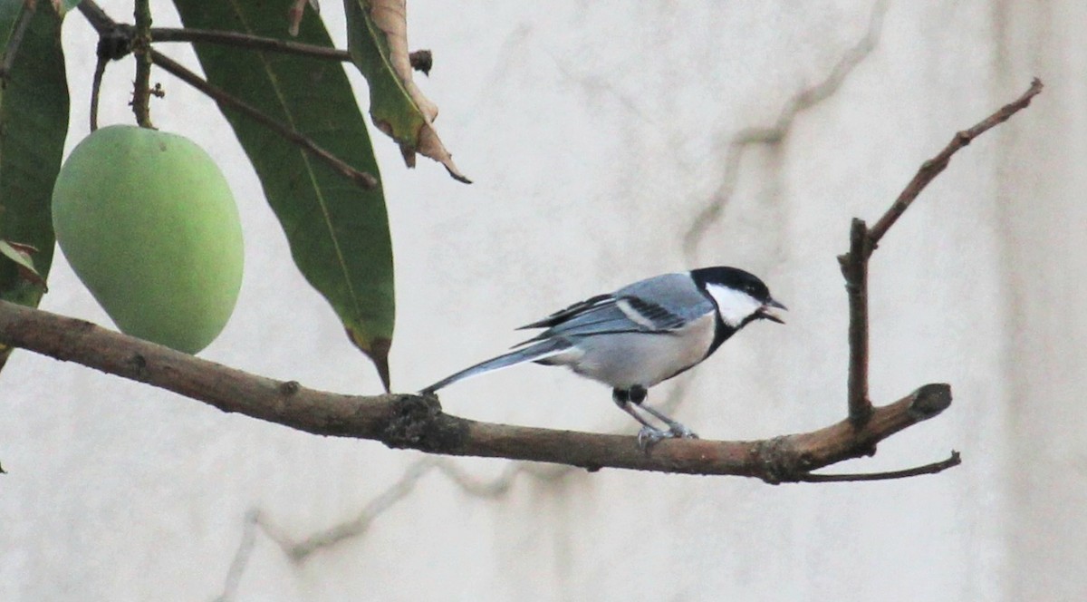 Cinereous Tit - ML617823433