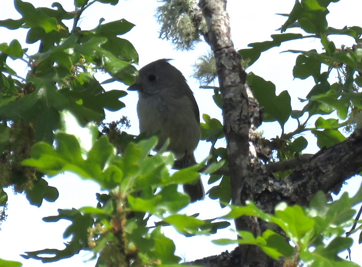 Oak Titmouse - ML617823436