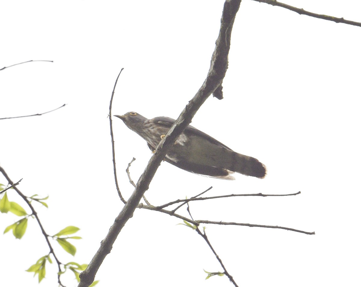 Hodgson's Hawk-Cuckoo - ML617823438