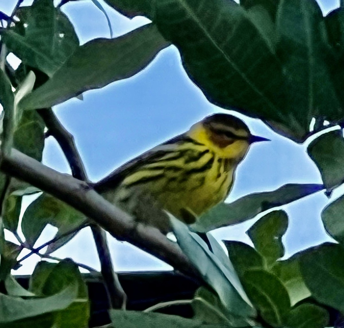 Cape May Warbler - ML617823454