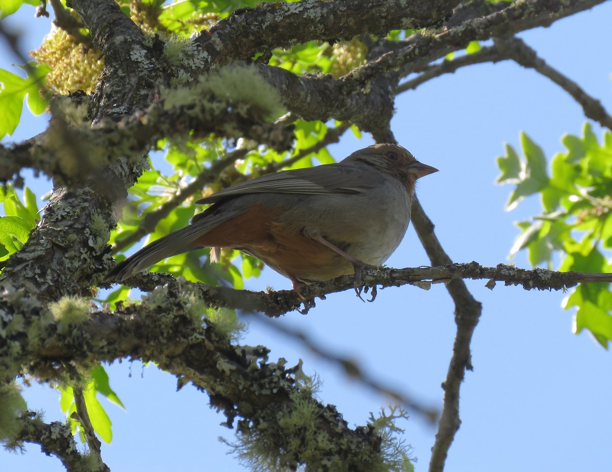 California Towhee - ML617823455