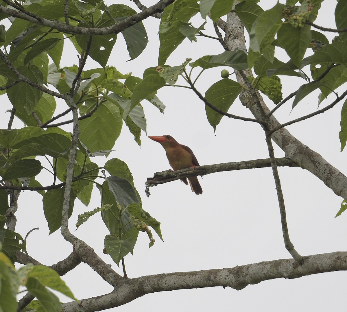 Ruddy Kingfisher - ML617823459