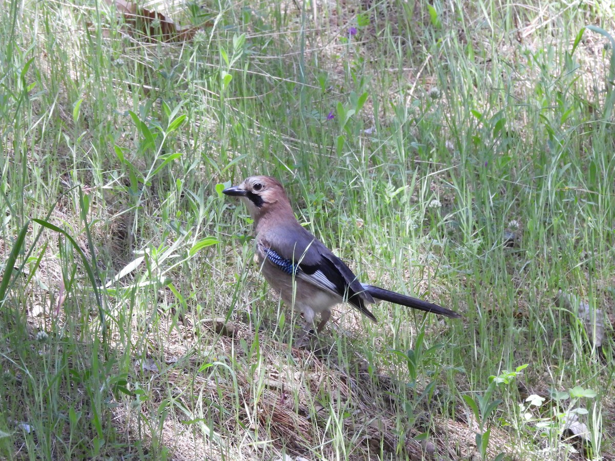 Eurasian Jay (Eurasian) - ML617823465